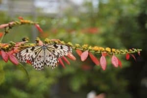 Explorer la magie d'une serre à papillons en famille : une expérience immersive !